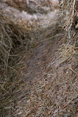 Fototapeta na wymiar Haystack with hay path backdrop. 