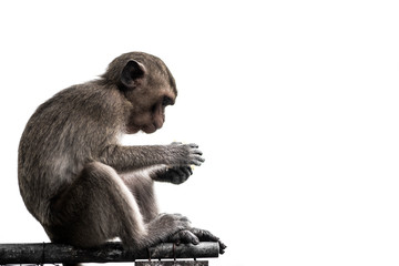 The monkey is sitting and eating food on the iron rail isolated on white background.