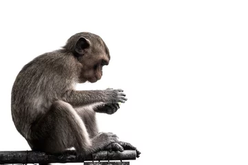 Poster Im Rahmen The monkey is sitting and eating food on the iron rail isolated on white background. © StepPro