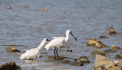 Black-faced Spoonbill flying in waterland