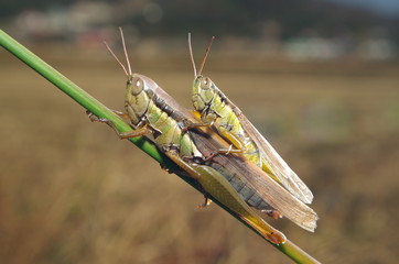 메뚜기. 가을. 교미. 유기농. 무농약. 쌀. 