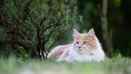 Naklejka na ściany i meble young cream tabby ginger white maine coon cat lying on grass relaxing in garden next to a rosemary bush observing the back yard