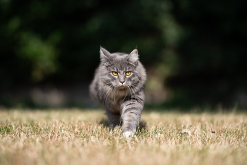 Naklejka na ściany i meble front view of a young blue tabby maine coon cat with white paws walking towards camera on dried up grass outdoors in the garden on a hot summer day in direct sunlight
