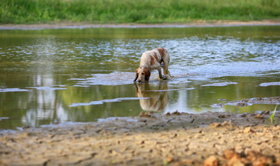 Dog breed Russian hunting spaniel in nature in the lake water on a summer day