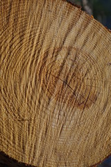 coupe de bois jeune avec nervures