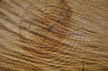 coupe de bois jeune avec nervures