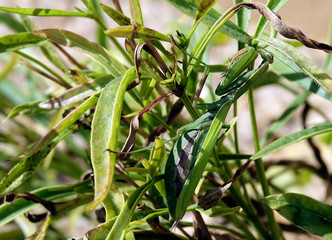 Naklejka premium Mon ami, la mante religieuse de mon jardin
