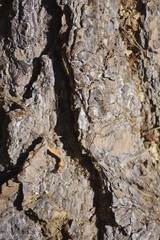 écorce de bois de sapin pin conifère