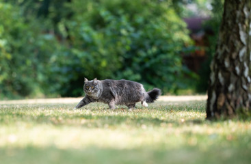 side view of a young blue tabby maine coon cat with white paws and fluffy tail on the prowl walking on grass outdoors in the garden looking alerted