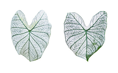 Close up green leaves of  Caladium bicolor plant isolated on white background.