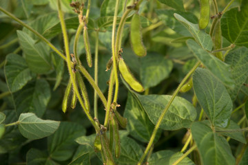 Agricultural soybean flower and pods plantation background on sunny day. Green growing soybeans against sunlight.