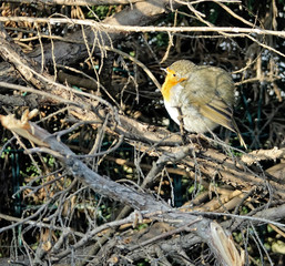 Rouge gorge de mon jardin