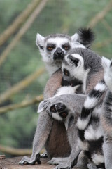 Lemur family with baby 