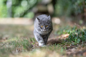Naklejka na ściany i meble front view of a young blue tabby maine coon cat with white paws on the prowl walking on grass outdoors in the garden looking at camera folding back ears