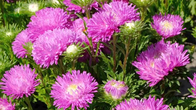 Beautiful summer flower video sketch, blooming asters in the flower bed, filmed using zooming and moving the camera