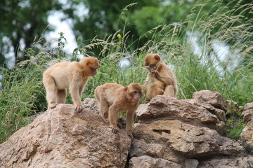 Barbary macaque baby monkeys playing