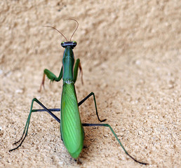 Mon ami, la mante religieuse de mon jardin