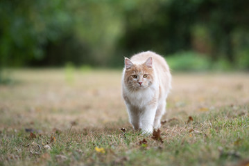 Naklejka na ściany i meble curious young cream tabby ginger white maine coon cat walking towards camera on dried up grass outdoors in the back yard during heat wave looking ahead