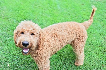 Goldendoodle puppy