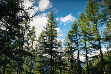 Bottom view of tall firs trees in a forest, branches and trunks, up blue sky, italian Alps, Gran paradiso National Park