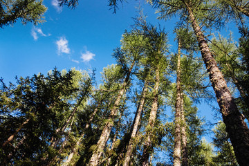 Bottom view of tall firs trees in a forest, branches and trunks, up blue sky, italian Alps, Gran paradiso National Park