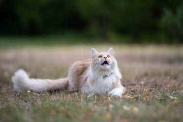 Naklejka na ściany i meble playful young cream tabby ginger white maine coon cat with fluffy tail lying on dried up grass outdoors in natural environment ehxhausted and overheated during a hot summer day looking up