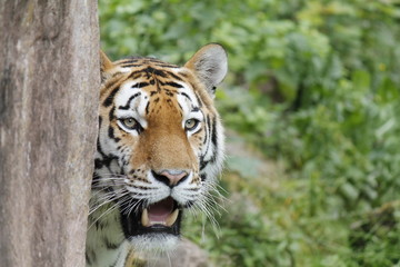 Beautiful Tiger hiding behind a wall