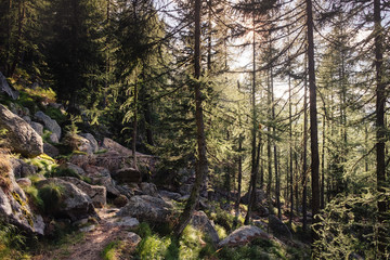 Fototapeta na wymiar Forest of tall larchs and fir trees. Surrounding forest. Gran Paradiso National Pak, Ceresole Reale,italian alps, Piedmont, Italy.