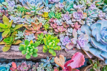 Foto op Plexiglas Cactus  Miniature succulent plants in garden