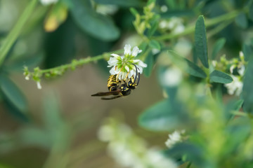 Fototapeta premium Common Aerial Yellowjacket on White Sweet Clover Flower