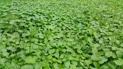 Gotu kola or Centella asiatica on beautiful green leaves background in the garden