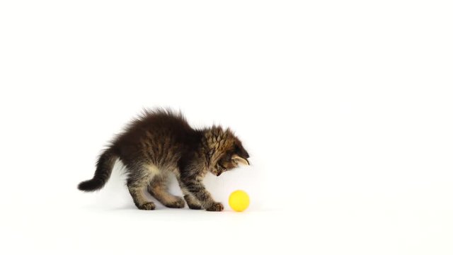 kitten plays with a ball for kittens on a white screen