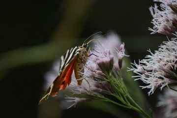 euplagia su cavolaccio, farfalla