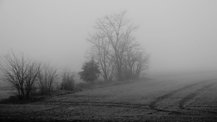 Prairie sous le brume hivernale