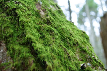 Japanese moss forest Fresh green