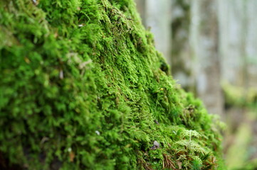 Japanese moss forest Fresh green