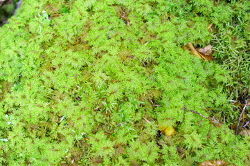 Japanese moss forest Fresh green