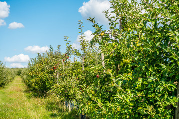 Reife Äpfel an Apfelbaum in einer Obstplantage