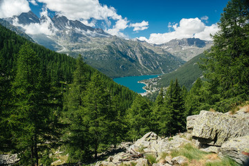 Mountain landscape with conifer of firs and larches, mountain range in background. View to Ceresole...