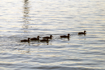 Birds in the lake Balaton on a summer evening.