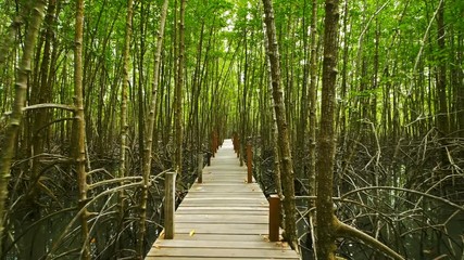 Wooden bridge at Mangroves in Tung Prong Thong or Golden Mangrove Field, Rayong province, Thailand