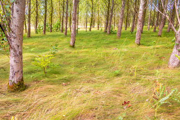 beautiful waving grass in the watercourseforest a nature preserve in the province Flevoland the Netherlands 