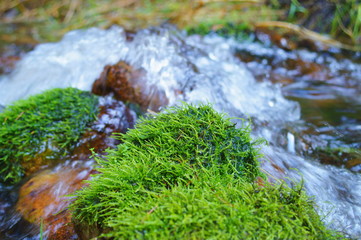 Japanese moss forest Fresh green