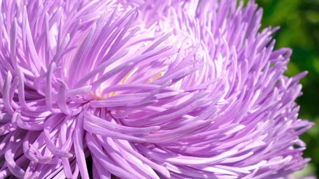Beautiful summer flower video sketch, blooming asters in the flower bed, filmed using zooming and moving the camera