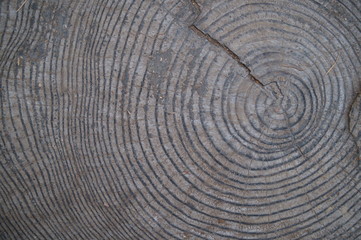 wood log cut end stump
