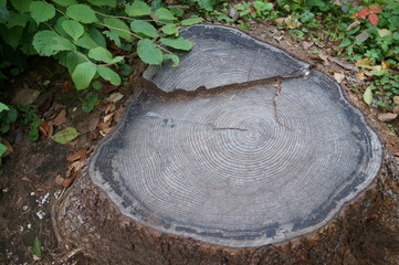 wood log cut end stump