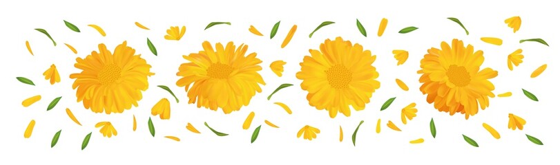 Set marigold flower with green leaf. 3D realistic calendula in motion isolated on white background. Summer flower close up. Vector illustration. - obrazy, fototapety, plakaty