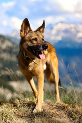 Wandern mit Hund in den Schweizer Alpen | Dog & Alps
