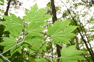 Fresh green of maple leaf