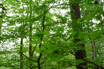 Fototapeta premium Fresh green of maple leaf